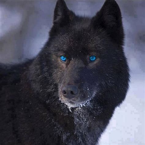 Black Wolf With The Bright Blue Eyes Wolf Dog Animals Beautiful