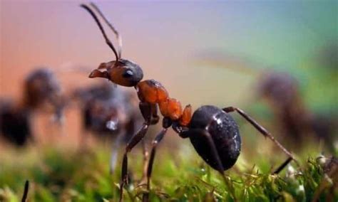 If disturbed, ants will rush out and 'attack'. Do You Need To Get Rid Of Ants In The Garden - Gardender
