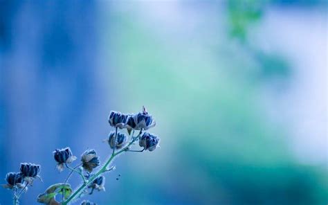 Nature Photography Blue Flowers Depth Of Field Wallpapers Hd