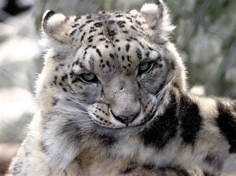 Snow leopards 'nom-nom' their tails has destroyed their tough-guy image