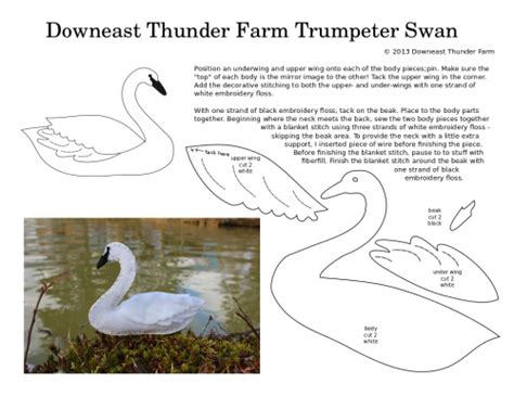 The Elegant Trumpeter Swan Downeast Thunder Farm