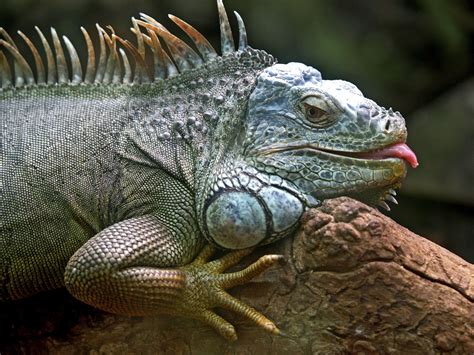 Wallpaper Wildlife Iguana Jungle Lizard Fauna Vertebrate Scaled