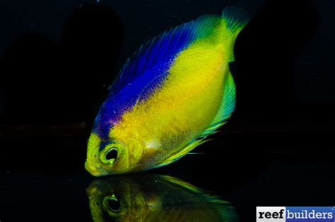 Bali Aquarich Breed Colins Angelfish Reef Builders The Reef And