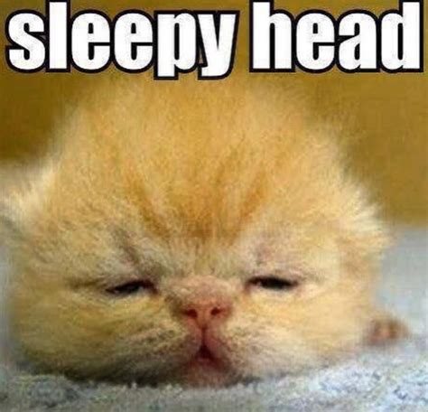 Pin By Angie Ortiz On Humor Sleepy Sleepy Head Animals