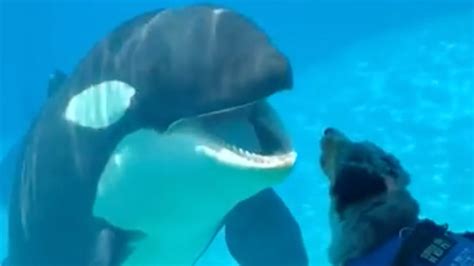 Intriguing Moment For Dog And Killer Whale The Weather Channel