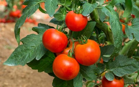 Pesticide solution for tomatoes were tested to contaminate. Best Organic Homemade Pesticides for Your Garden | Zameen Blog