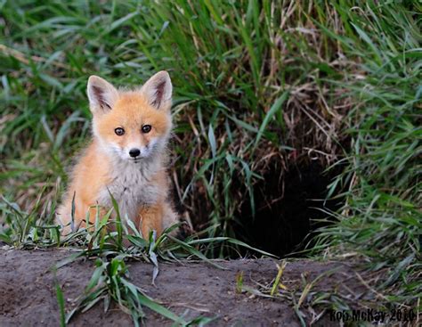 Red Fox Kit Baby Fox Den Aa Its So Small And Fluffy Baby Red Fox