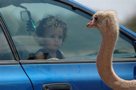 Les jeunes filles baisent les animaux de la vidéo zoo. Clichés de paysages très rares, d'animaux aussi... A apprécier