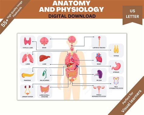 Anatomy And Physiology Flash Cards Printable Pdf Stickers Etsy