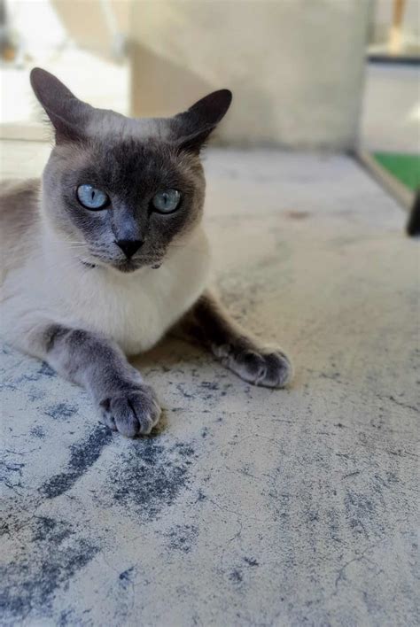 When Do Siamese Cats Stop Changing Color Ultimate Fact Guide Smart