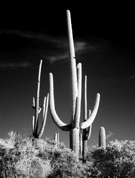 Saguaro Cactus Tucson Arizona Original Free Photo Rawpixel