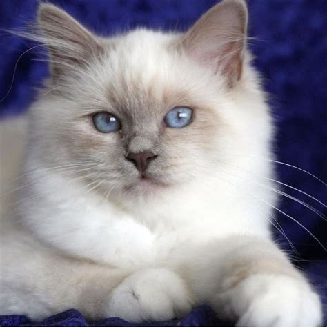 Persian kittens for sale at the most prestigious persian kittens breeder in the usa. Beautiful lilac point Birman | Birman cat, Cats and ...
