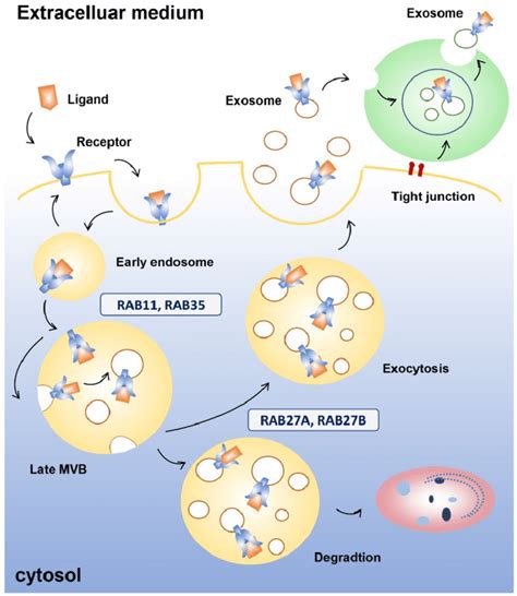 Endocytosis is a process where cells absorb material (molecules such as proteins) from the outside by engulfing it with their cell membrane. Exosome endocytosis and secretion. Early endosomes are ...