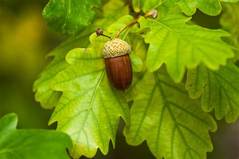 All oaks trees are deciduous trees with toothed leaves and heavy, furrowed bark.the fruit is, of course, the acorn. The mighty English oak tree - Grim's Dyke Hotel