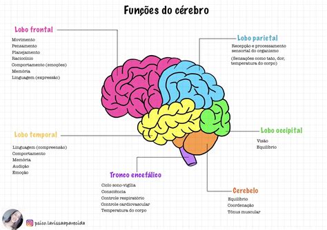 Mapa Mental Funções Do Cérebro Neuroanatomia