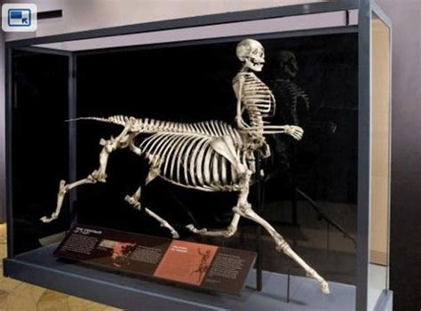 Reel Cool Mythological Creature Skeletons Exhibit Mythological Creatures Mythical Creatures