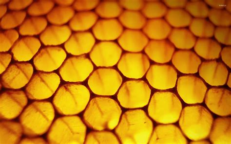 [47+] Honeycomb Wallpaper Windows 8 on WallpaperSafari