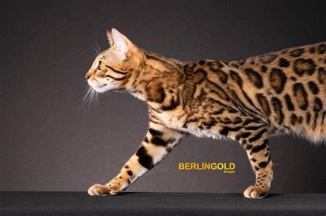 Bengalkatzen Berlin Katzenzucht Berlingold Bengals