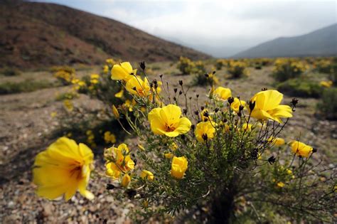 The Driest Atacama Desert In The World Is Currently Covered By Flowers