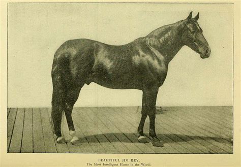 12 Famous Horses From History