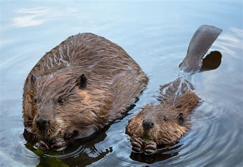 Beavers How Nature’s Engineers Are Making A Comeback