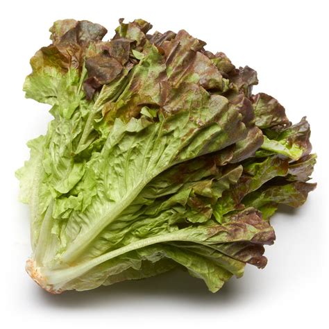 Red Leaf Lettuce Health Benefits And Nutritional Value