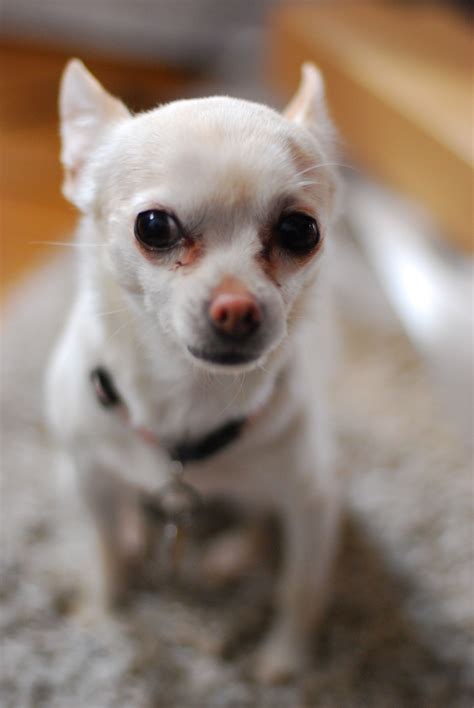 Cold Chicago Chuahua Chihuahua Love Cute Animals Cute Creatures