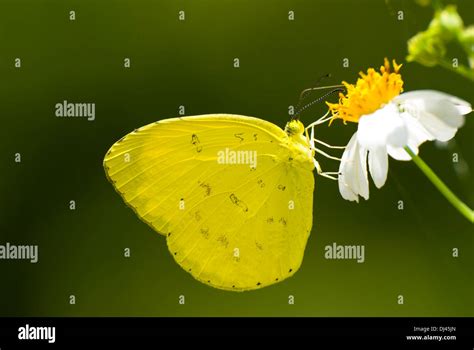 Yellow Butterfly Feed On Little White Flower Stock Photo Alamy