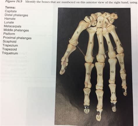 Figure 16 9 Bones Of The Hand Diagram Quizlet