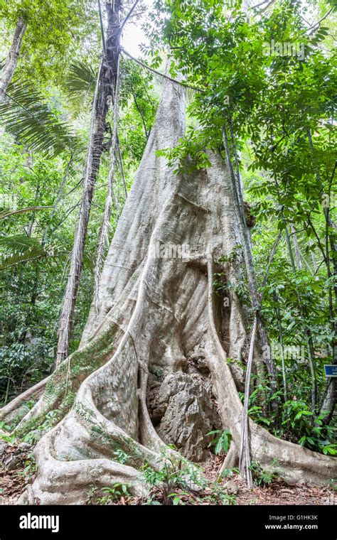 Tree Trunk In The Tropical Rainforest Stock Photos And Tree Trunk In The