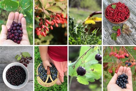 100 Edible Wild Plants Foraging For Beginners Whats On Your Spring