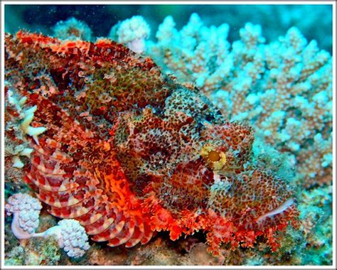 Devil Scorpionfish Coral Reef Marsa Alam Red Sea Egypt José