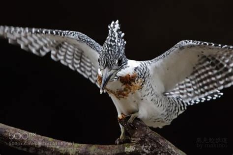 Superbnature Animals Apex Predator Bird