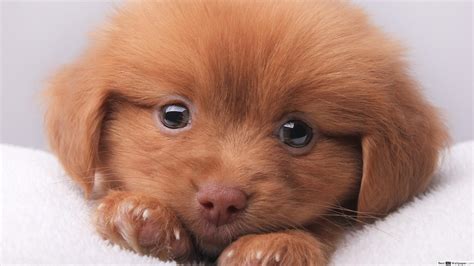 Puppy Eyes Wallpapers Top Free Puppy Eyes Backgrounds Wallpaperaccess
