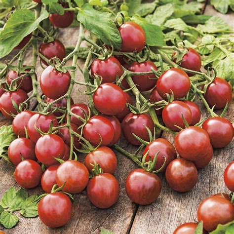 Tomato Cherry Black Opal Seeds From Mr Fothergills Seeds And Plants