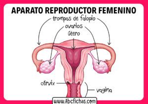 Anatomia Del Aparato Reproductor Femenino Abc Fichas