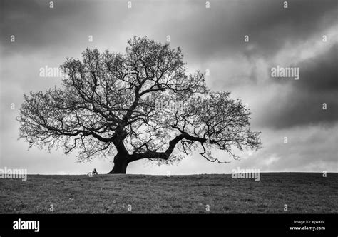 Lone Oak Tree In Dormant Winter Phase With Cloudy Sky Ashton Court