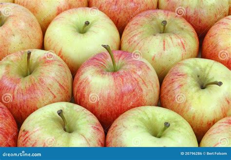 Rows Gala Apples Stock Photo Image Of Healthy Arranged 20796286