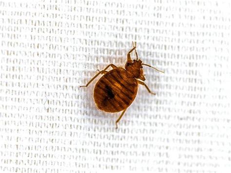 Getting Rid Of Bed Bugs In Co Ways To Prevent Bed Bugs In Your Home