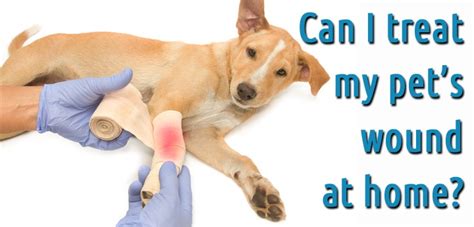 Step By Step Guide To Treat Dog Wounds At Home
