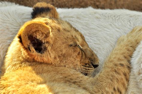 Sleeping Lion Cub Jan Venter Flickr