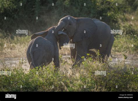 Two Baby Elephants Play Fighting In Bushes Stock Photo Alamy