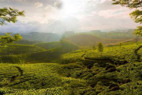 Kochi To Tea Valley And Munnar Hill Station 3 Day Private Tour 2023