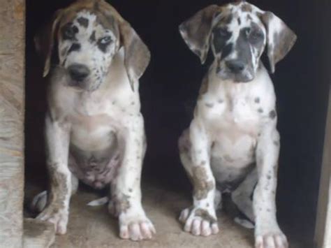 See more of great dane puppies for sale on facebook. great dane puppies purebreeed females (brindlequin color ...