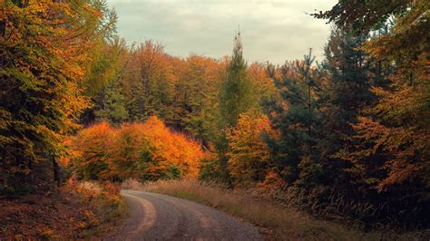 Free Images Nature Leaf Autumn Ecosystem Temperate Broadleaf And