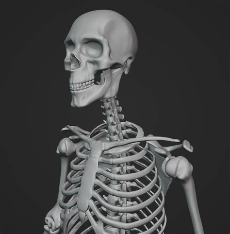 Artstation Skeleton Study
