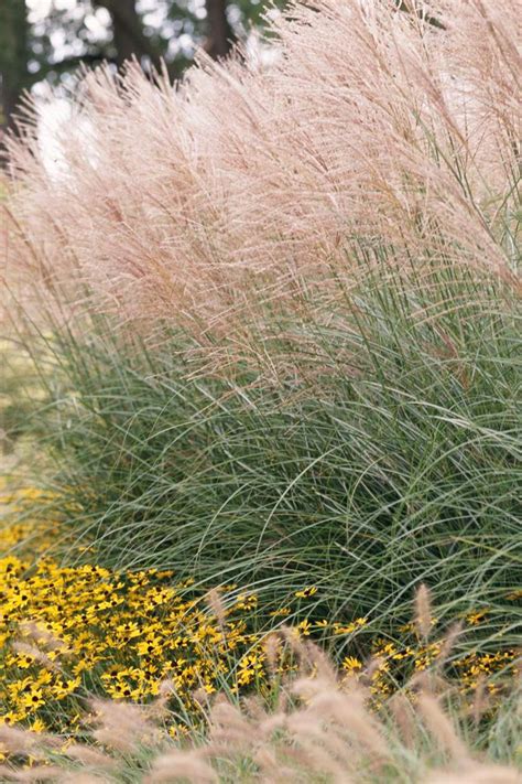 Wispy Ornamental Grasses Are Versatile Plants In Any Garden Or