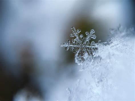 Gratis Billeder Træ Natur Afdeling Sne Vinter Sollys Blad