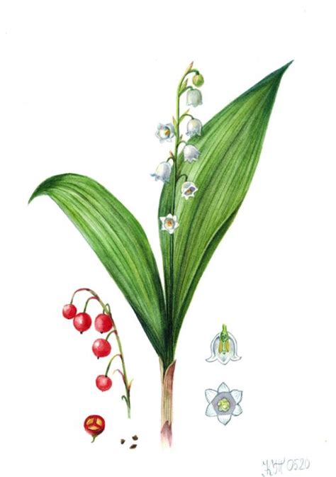 Lily Of The Valley Botanical Illustratio Painting By Kseniia