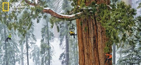 We did not find results for: wordlessTech | Giant Sequoias- world's largest trees